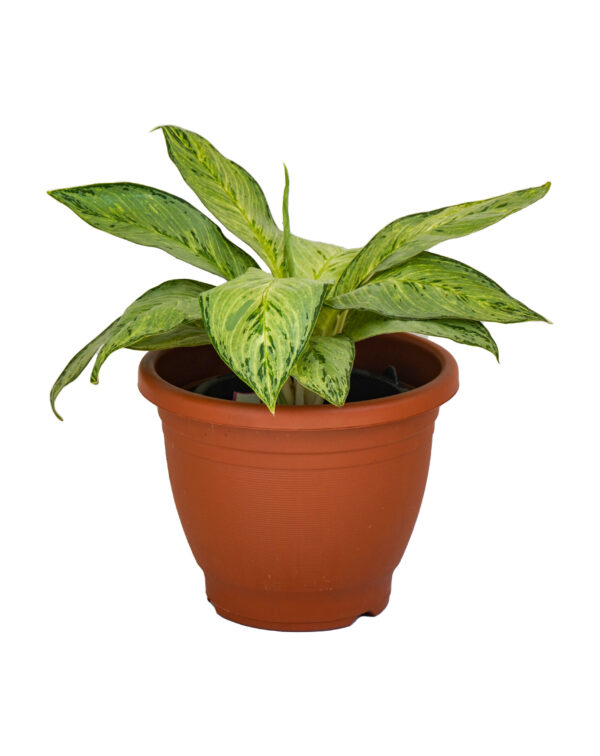 Aglaonema White Rain