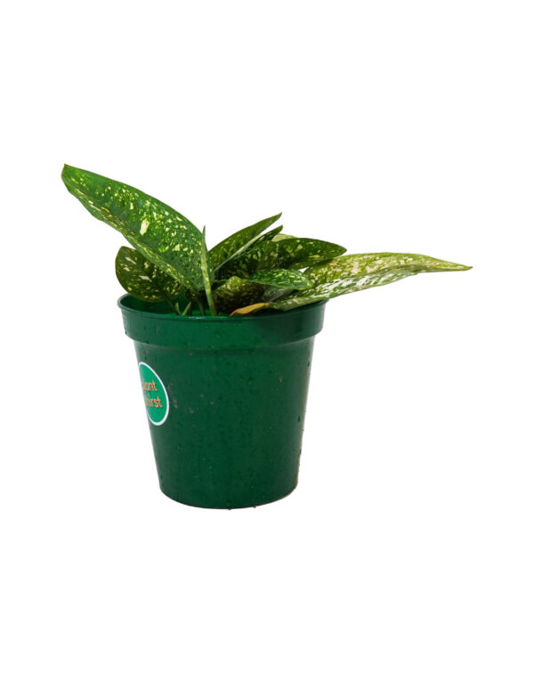 Aglaonema Eileen
