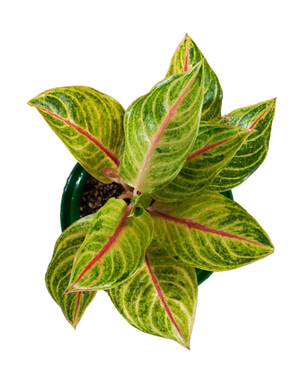 Aglaonema harlequin