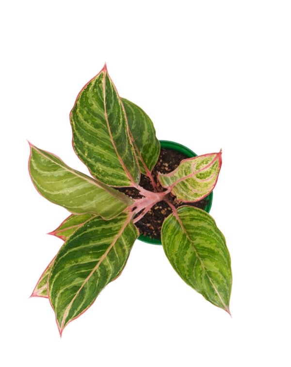 Aglaonema moonstones miles