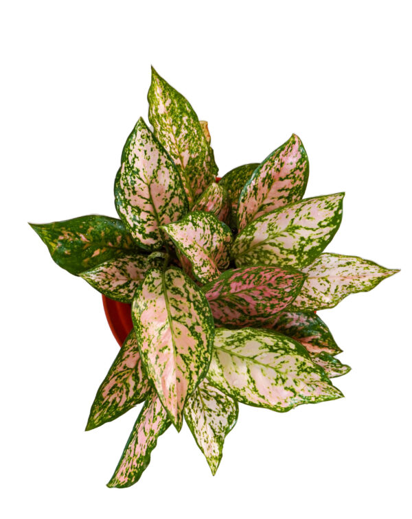 aglaonema pink valentine