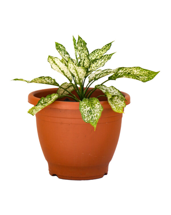 Aglaonema White Dalmatian