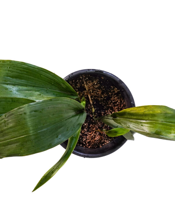 Aspidistra elatior