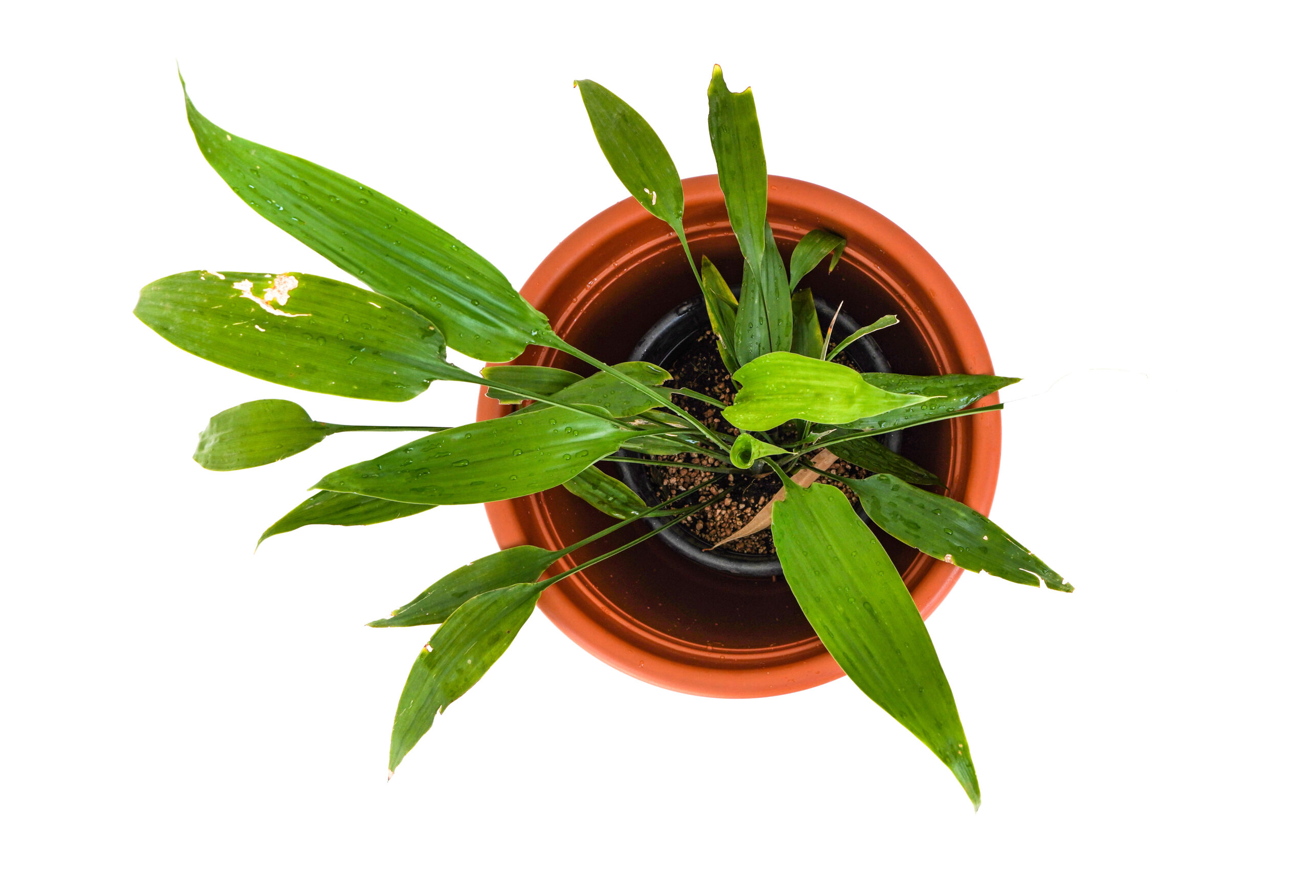 Aspidistra Elatior Plant Thirst Floral