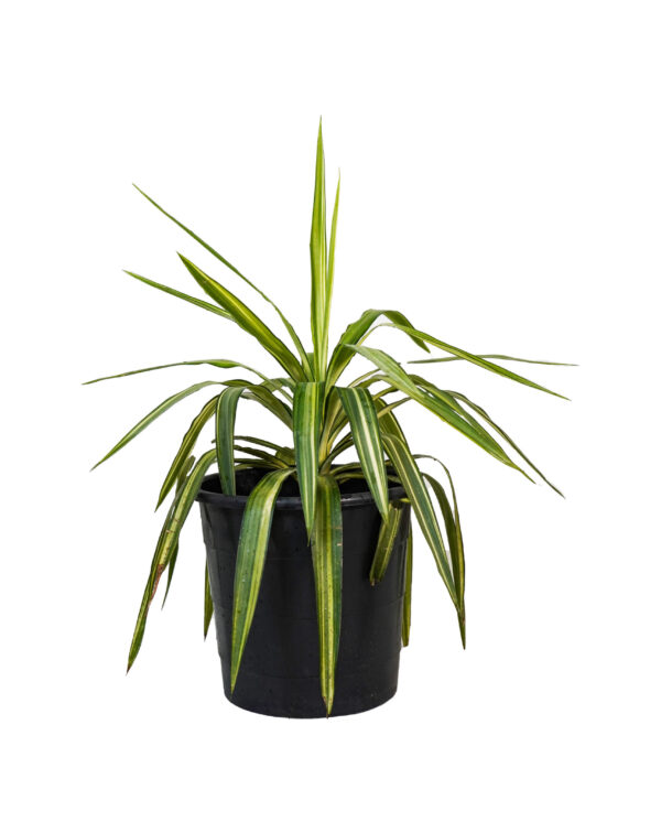 Chlorophytum comosum