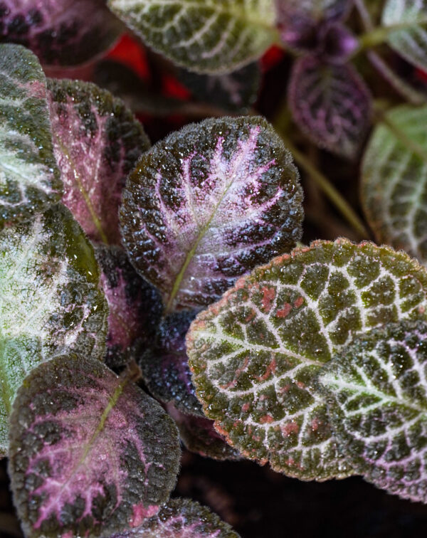 Episcia cupreata