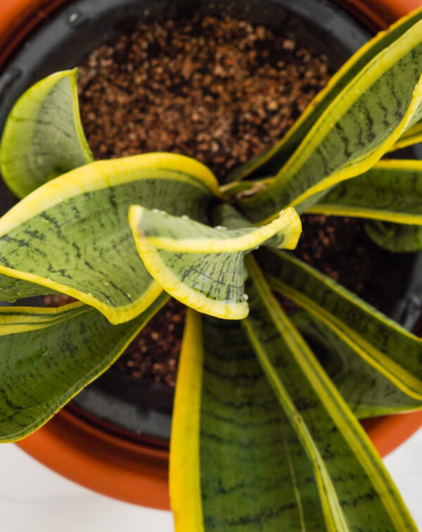 Laurentii varieagated snake plant