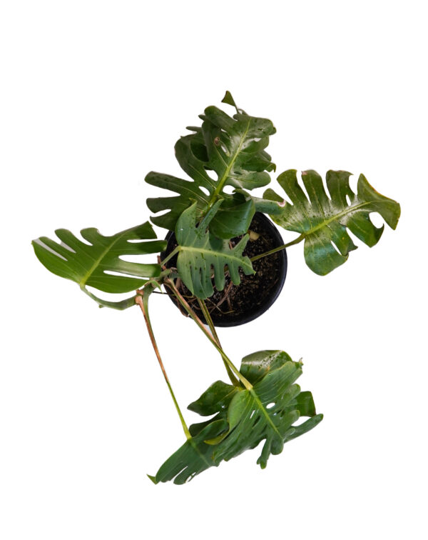 Monstera Deliciosa