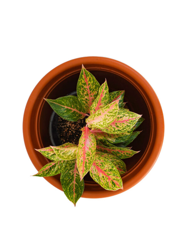 Aglaonema Prestige