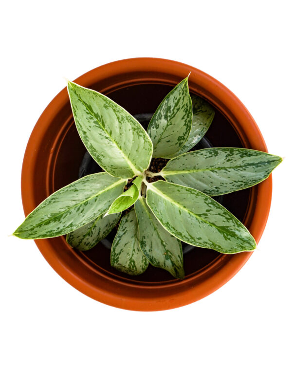 Aglaonema Golden  Bay