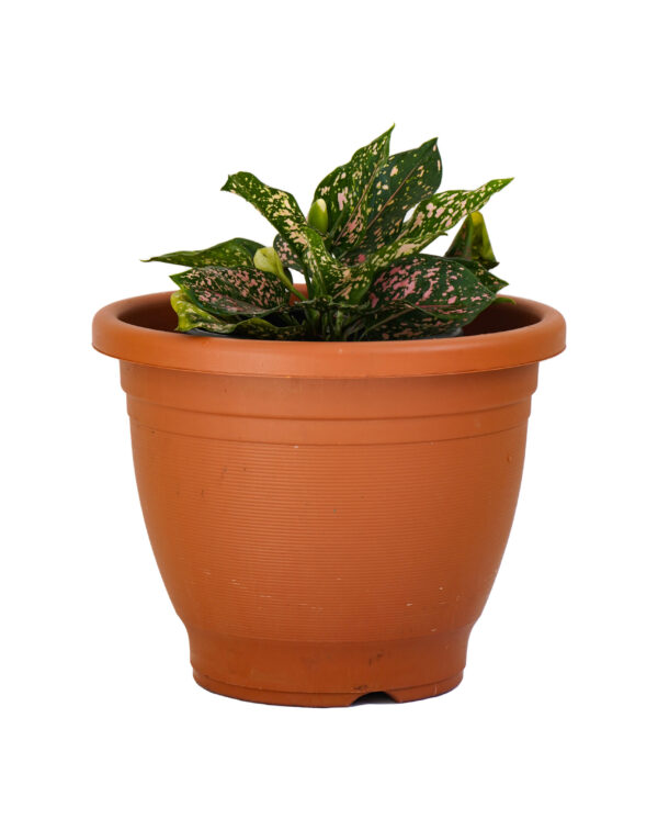 Aglaonema pink dalmatian