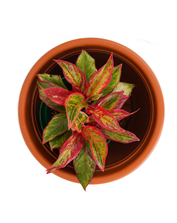 Aglaonema Red Siam Aurora