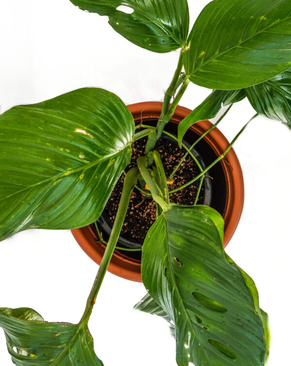 Monstera Peru