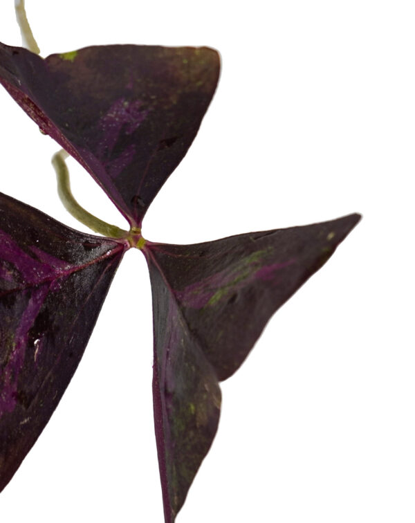 Oxalis Triangularis