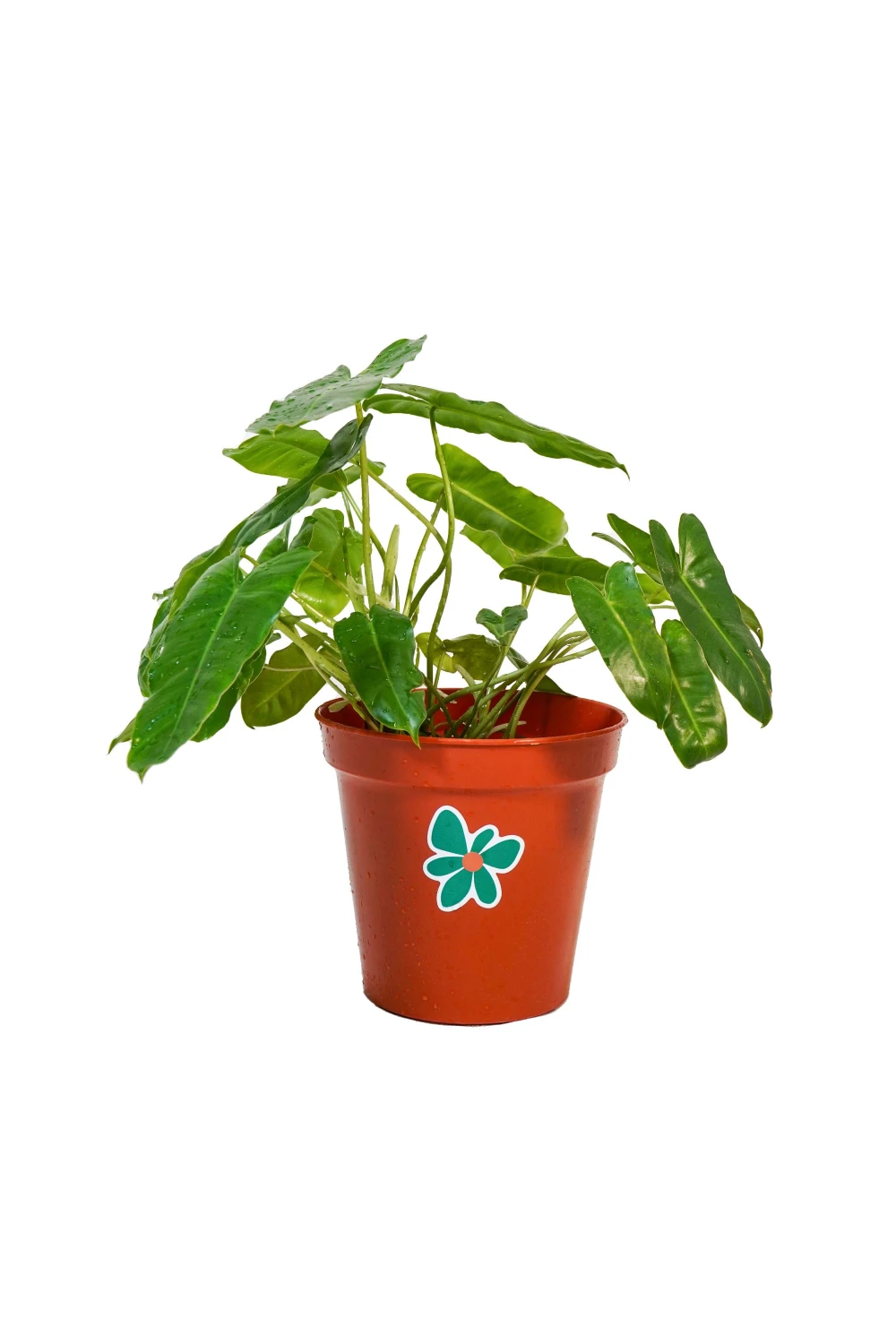 Aglaonema Collection